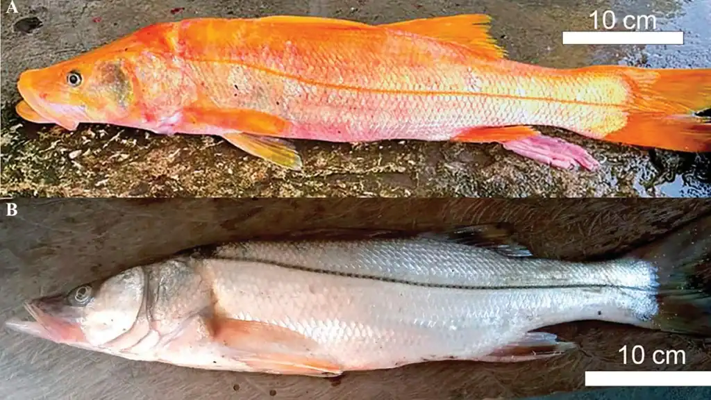 orange snook caught in Mexico