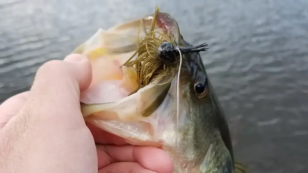 pond bass caught on jig
