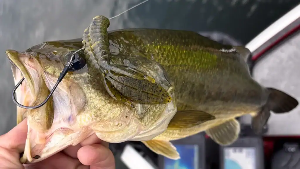 largemouth caught on punch bait 