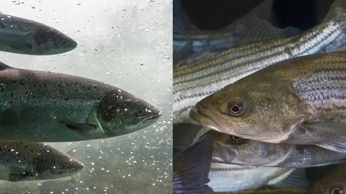 salmon vs striped bass