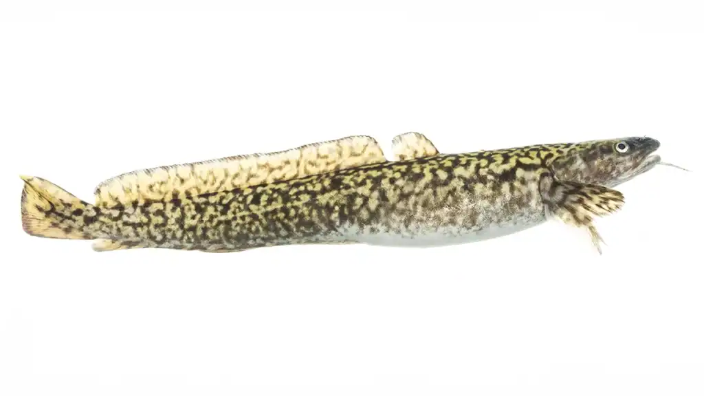 burbot