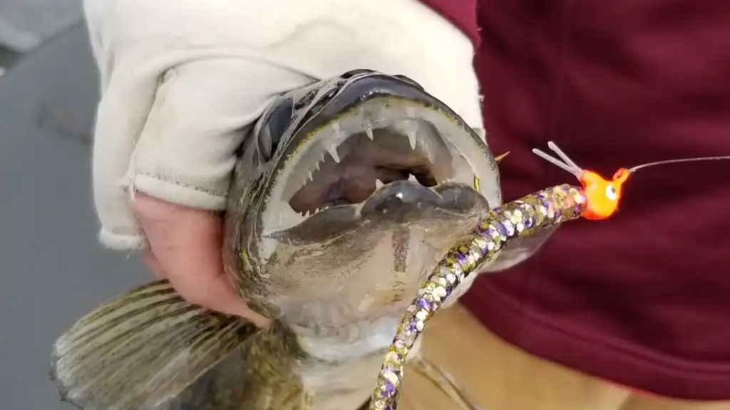 walleye bit on a jig