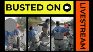 Hooked and Booked: Anglers Busted on Livestream