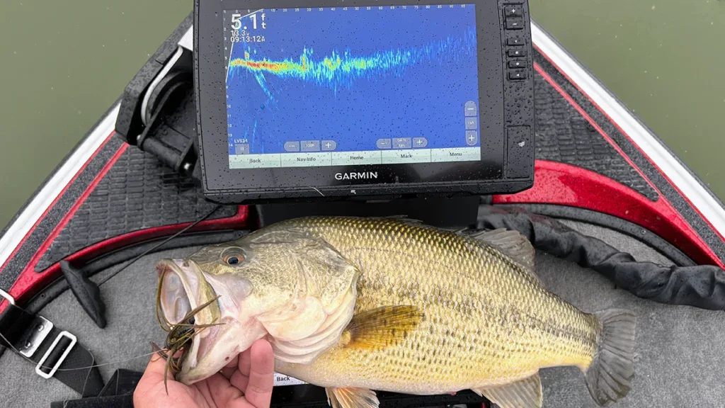 Bass and electronics