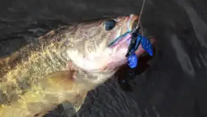 Why You Need to Fish the Grass in the Fall  