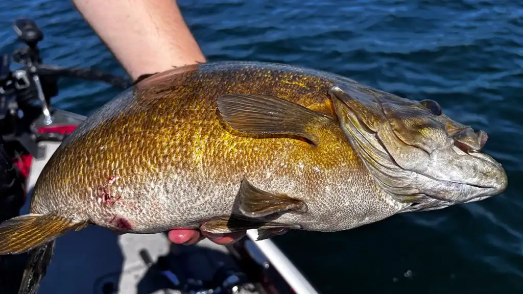 fat smallmouth bass