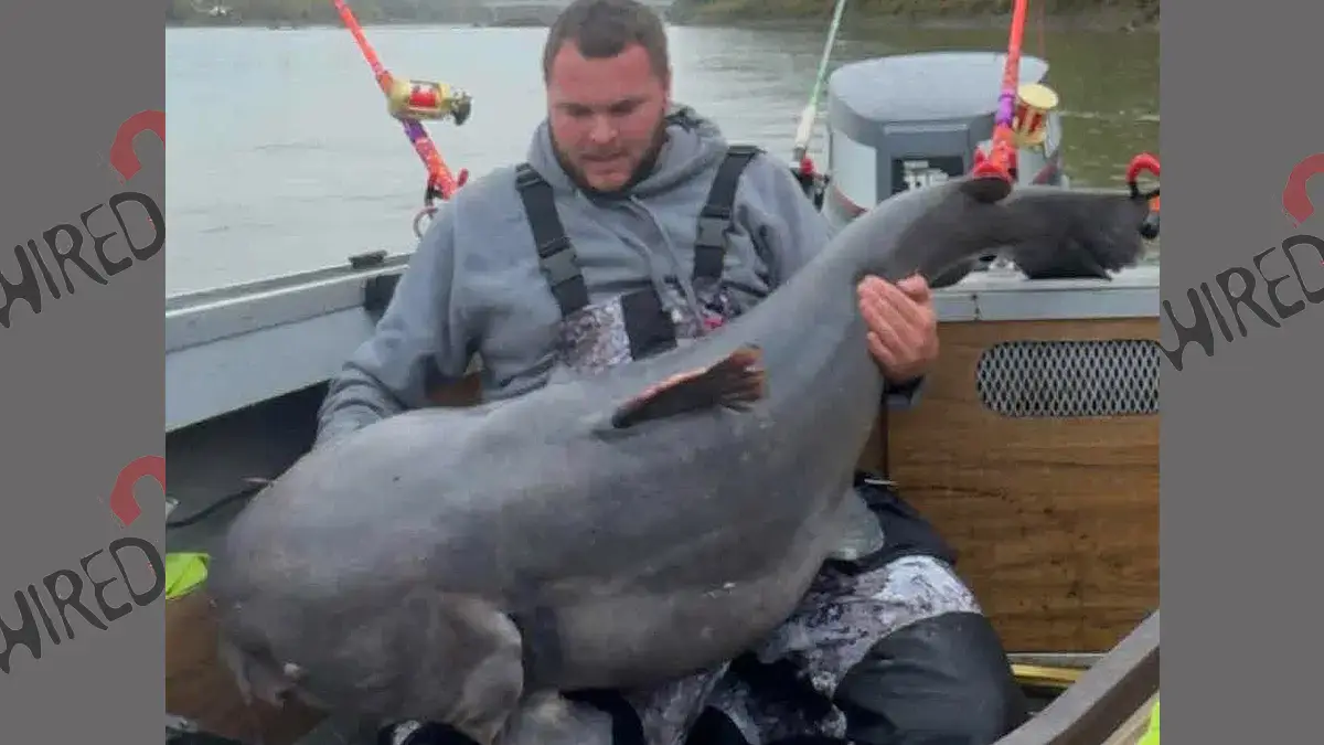 Giant MO Blue Catfish