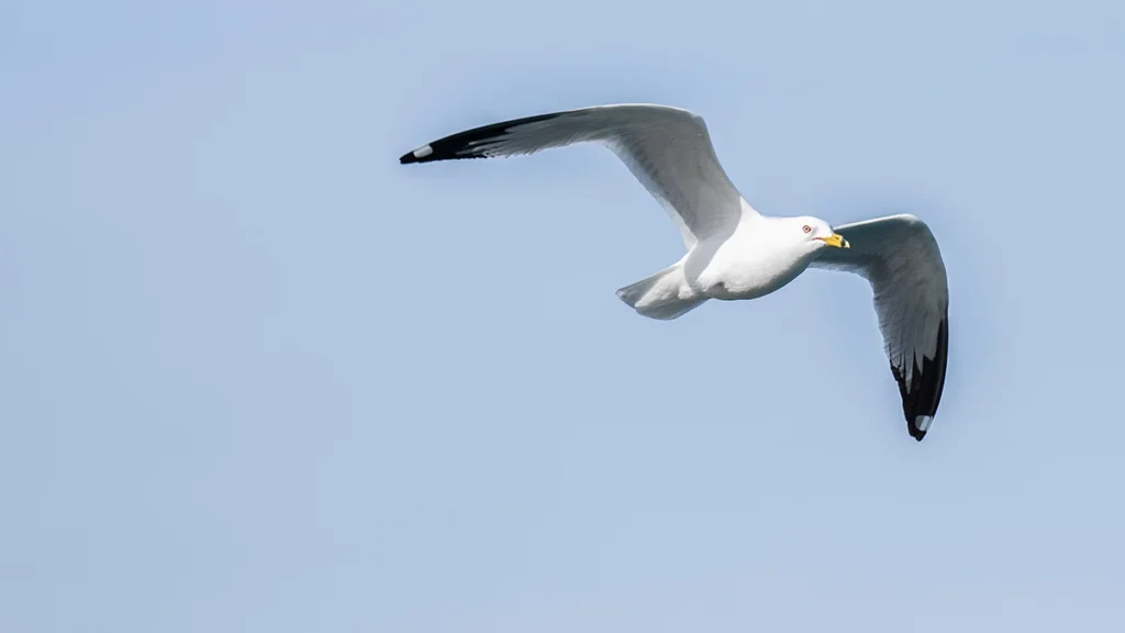 Lake Michigan seagull