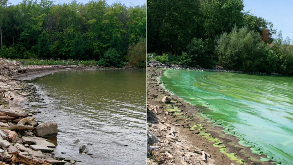 Lake Erie algae bloom