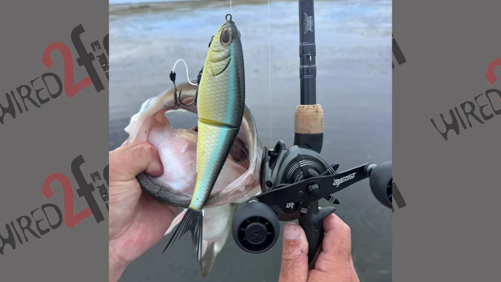 Berkley Powerbait swimbait and bass