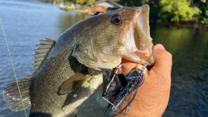 What Lures We’re Throwing in November