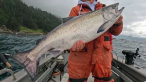 Pacific Coast Chinook Salmon