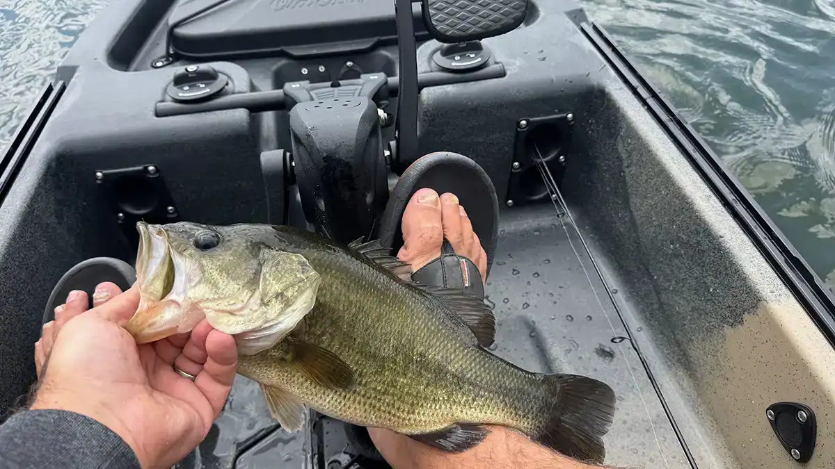 Sportsman PDL 120 PRO and bass