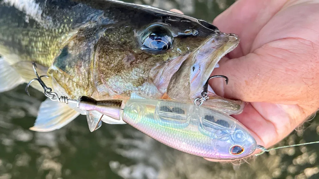 Berkley Screamin Choppo and bass