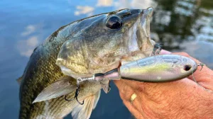 Berkley Screamin Choppo lure