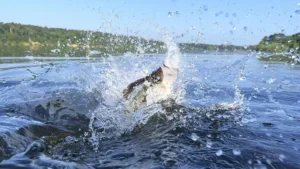 Avoid Spooking Crappie With This Technique