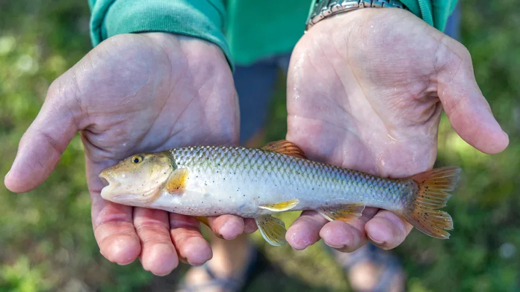 kentucky river chub record