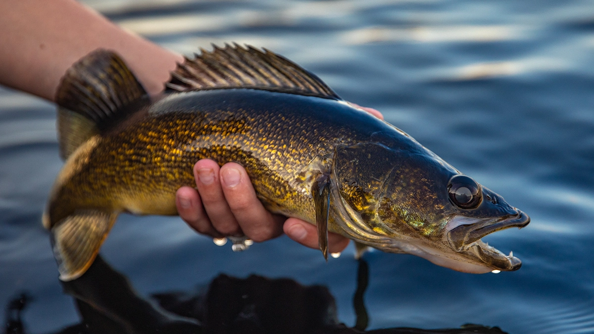 walleye release