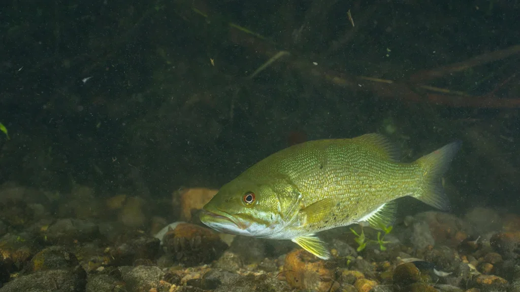 smallmouth bass near rocks