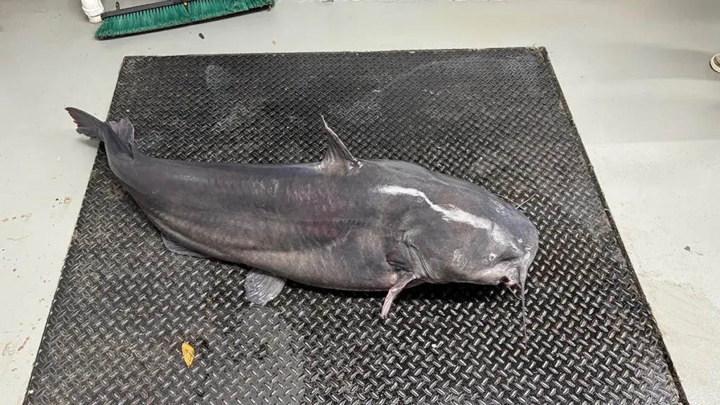 state record catfish