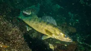 How a Single Walleye Traveled 50 Miles by Sea and 110 Miles by Land