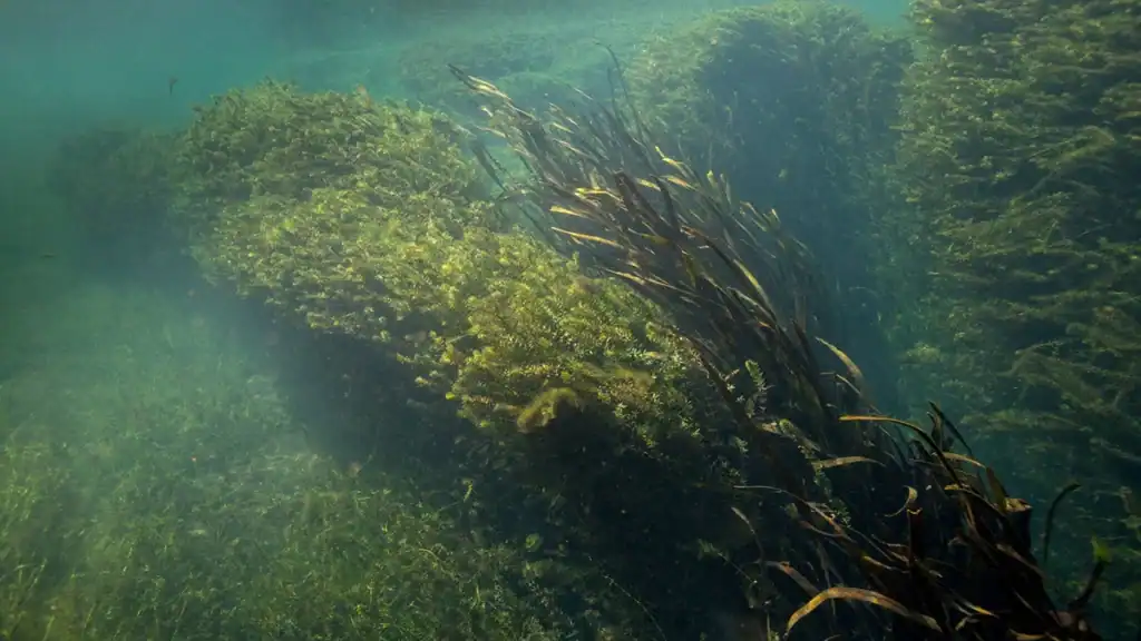 Underwater hydrilla