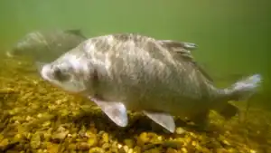 Record Buffalo: What You Need to Know About This Giant Fish