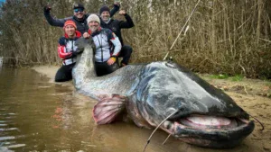 Polish Anglers Shatter World Record with 9.6 Foot Wels Catfish