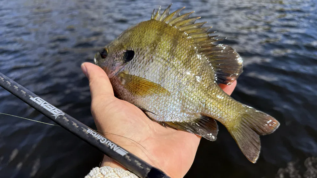 Beast spinning reel and bluegill