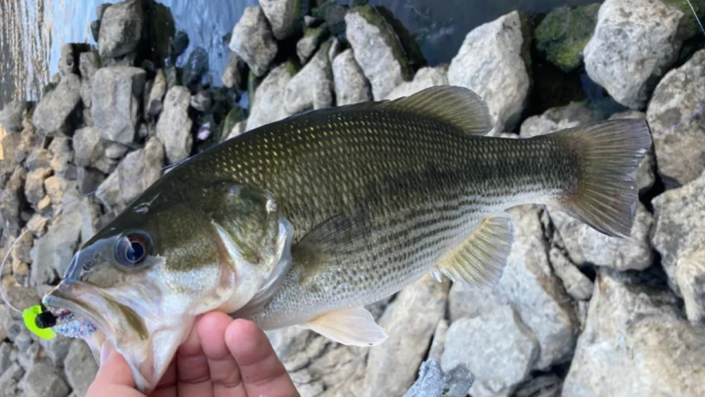 16 inch spotted bass in Iowa
