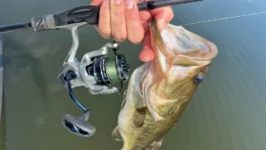 Okuma Safyre Spinning Reel Review