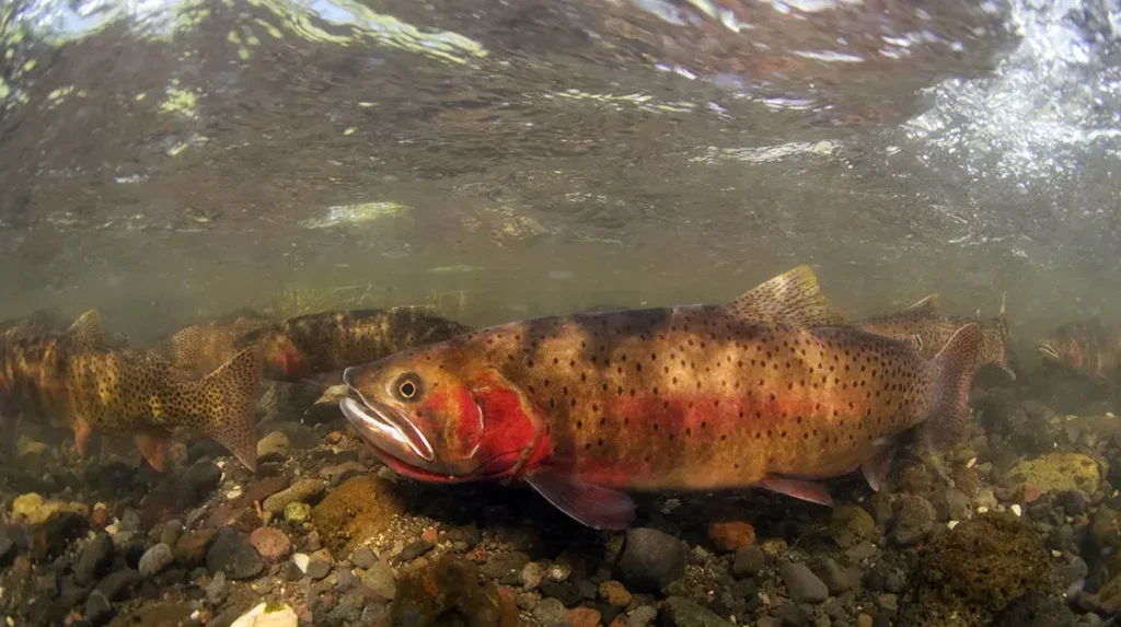 Yellowstone cutthroat trout