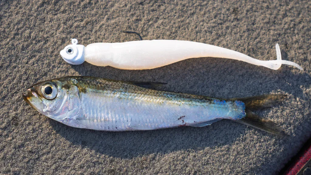 minnow imitating prey