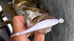 smallmouth bass ate a baitfish imitation