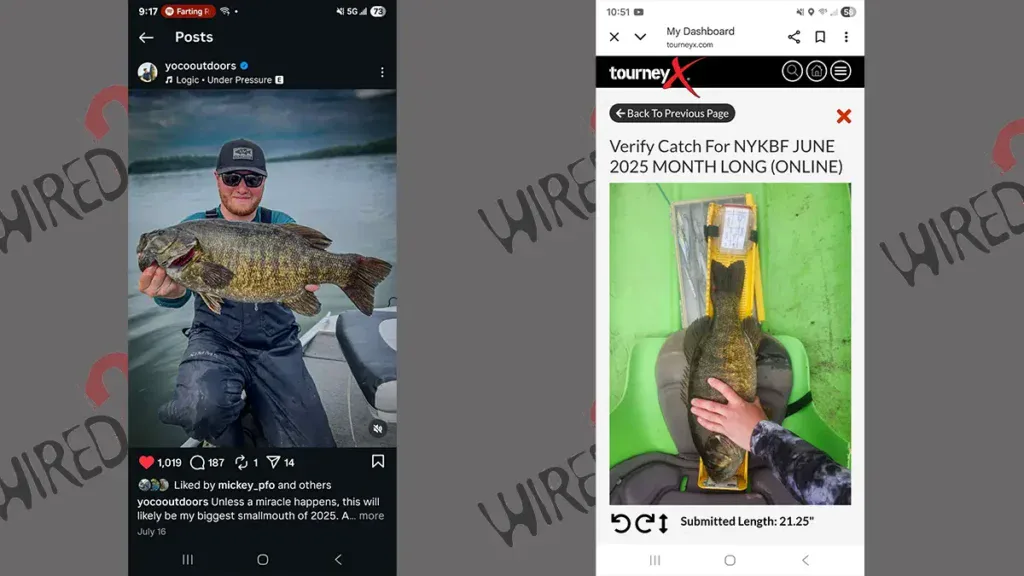 cheating fish side by side