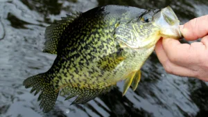 Man Caught With More Than 100 Crappie