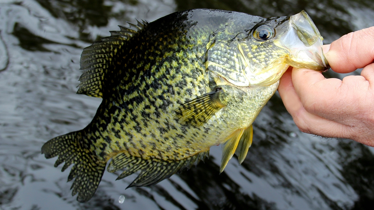 dark water crappie