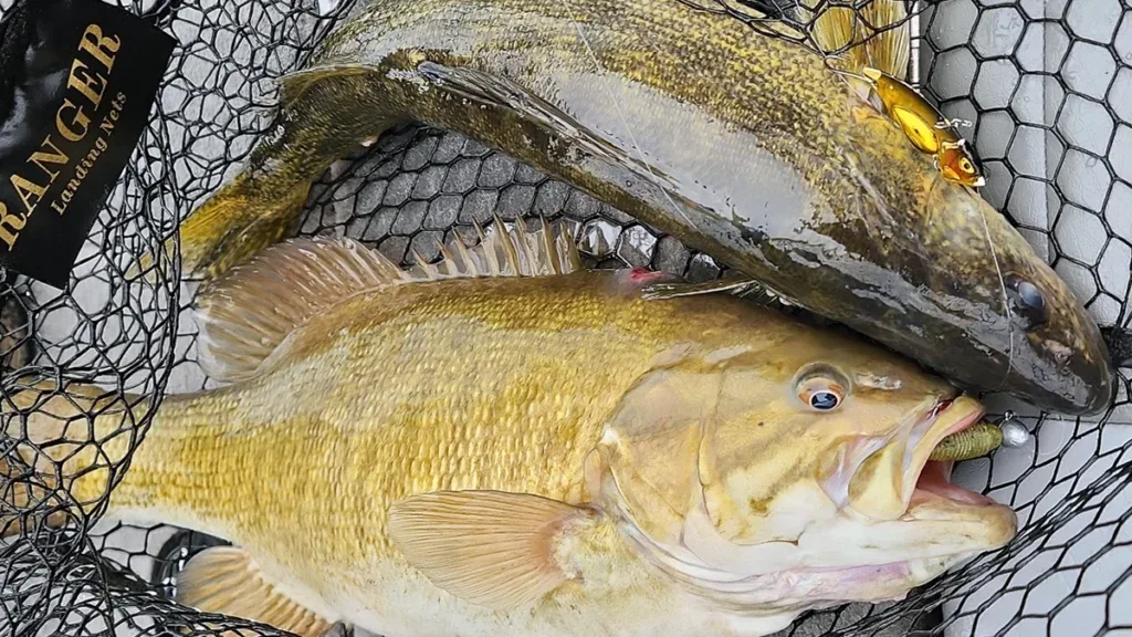 Double hookup of fish in the net