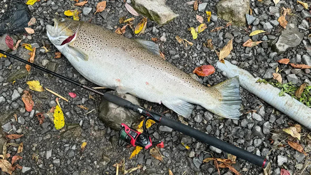 eighteen mile creek brown trout