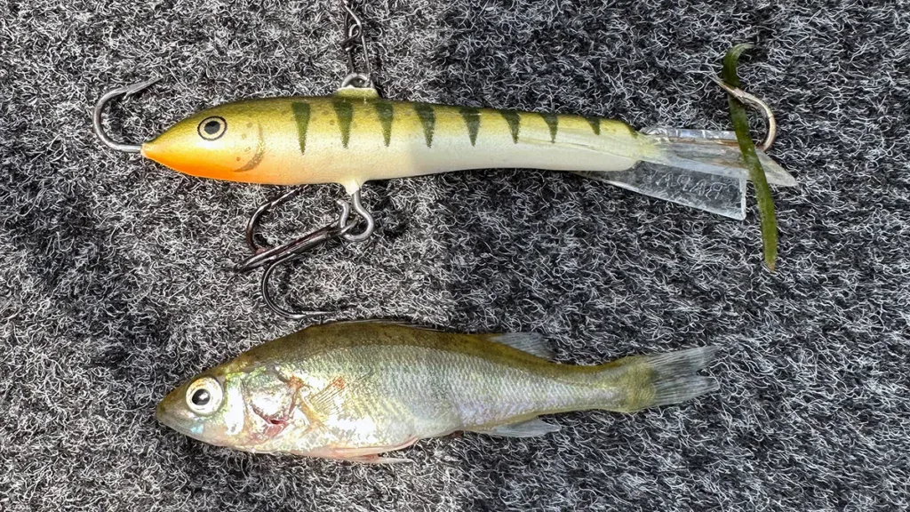 perch and bluegill imitation