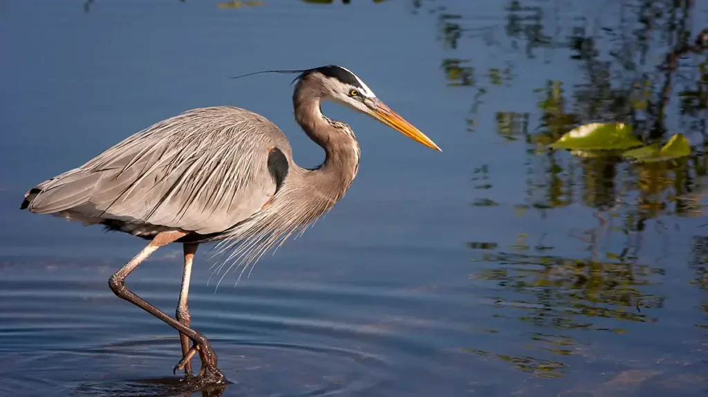great blue heron