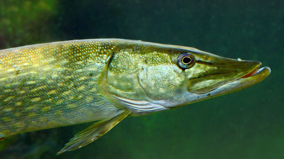 Pike underwater