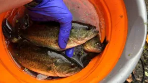 13 Undersized Largemouth Bass Found During Bust, Kicks Off String of Wild New York Fishing Violations
