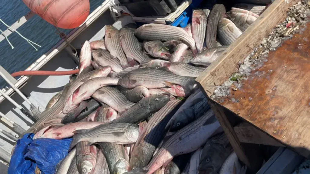 poached NY striped bass