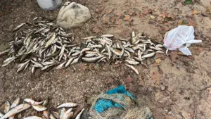 Nearly 1,000 Fish, Including Smallmouth Bass, Poached From Missouri Stream