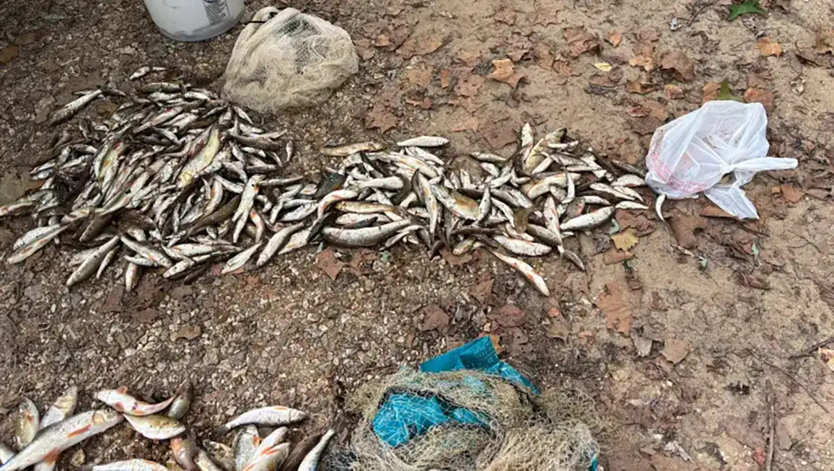 poached fish in Missouri