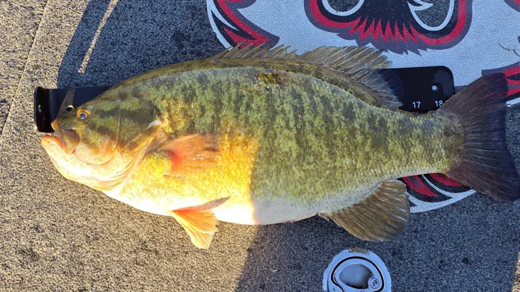seven pound smallmouth from Lake St. Clair measured