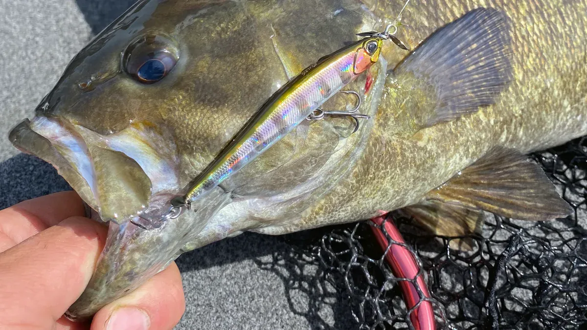 smallmouth bass and spy bait lure