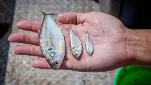 Matching the Hatch: Mastering the Bass-Shad Relationship