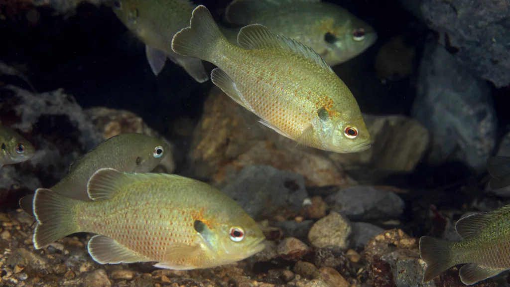Redspotted sunfish
